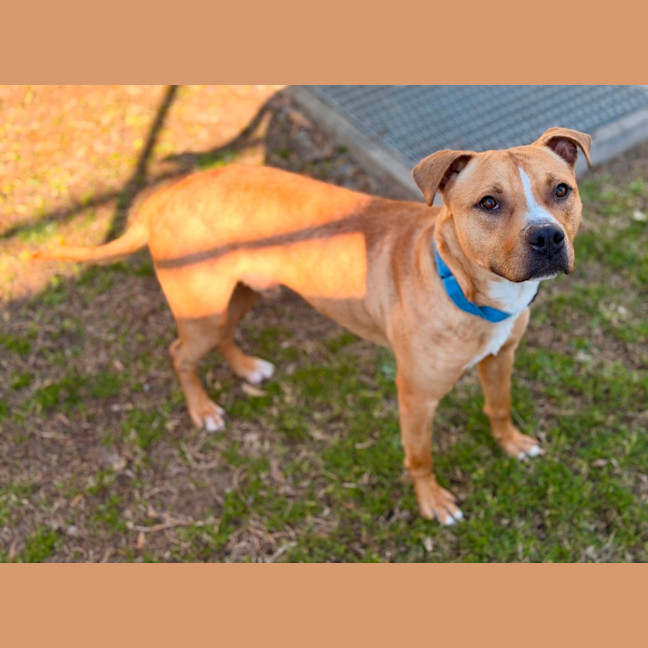 Photo of Bowser