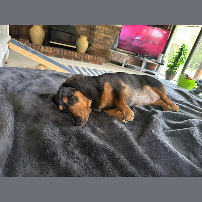 Photo of Miley And Memphis