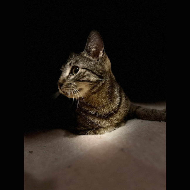 Photo of S'mores   Located In Frankston