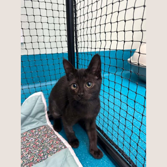 Photo of Poco