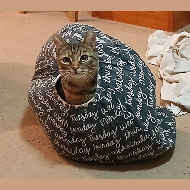 Photo of Scoot