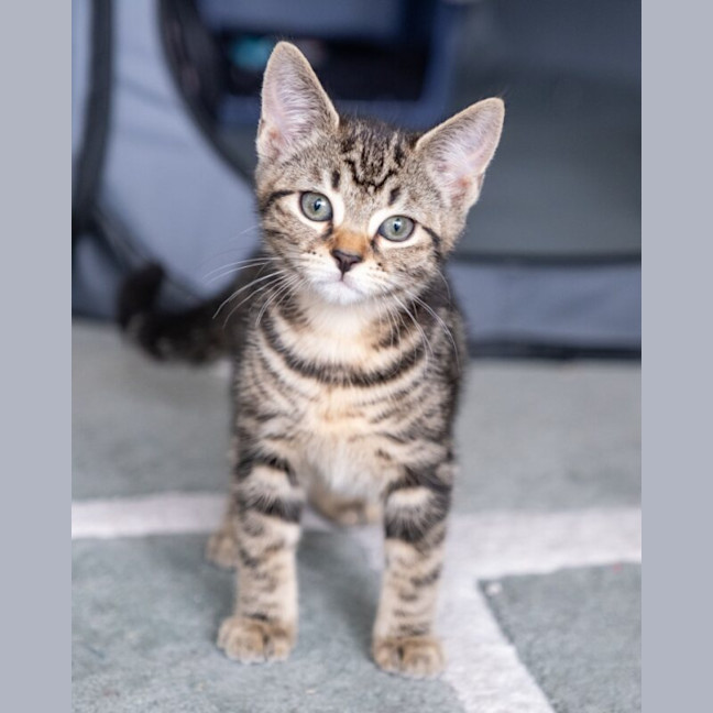 Photo of Misty