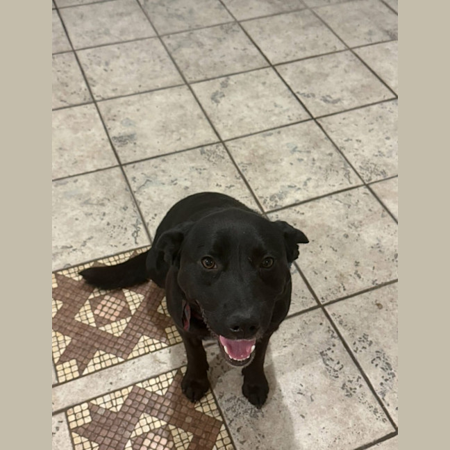 Photo of Bear   14 Month Old Labrador X