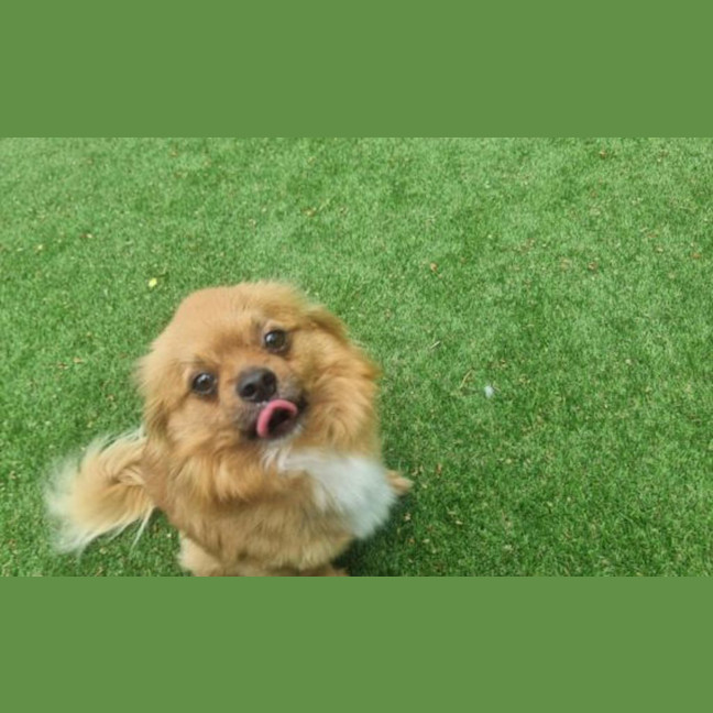 Photo of Simba