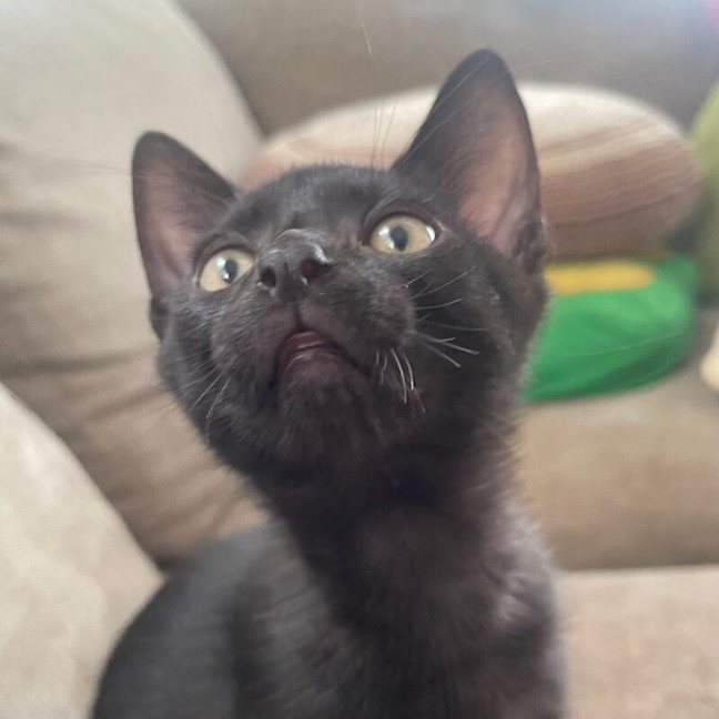 Photo of Junior