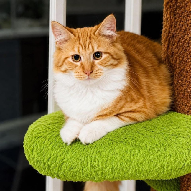 Photo of 14256   Gingerfella