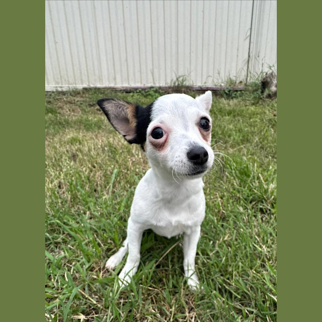 Photo of Jolly