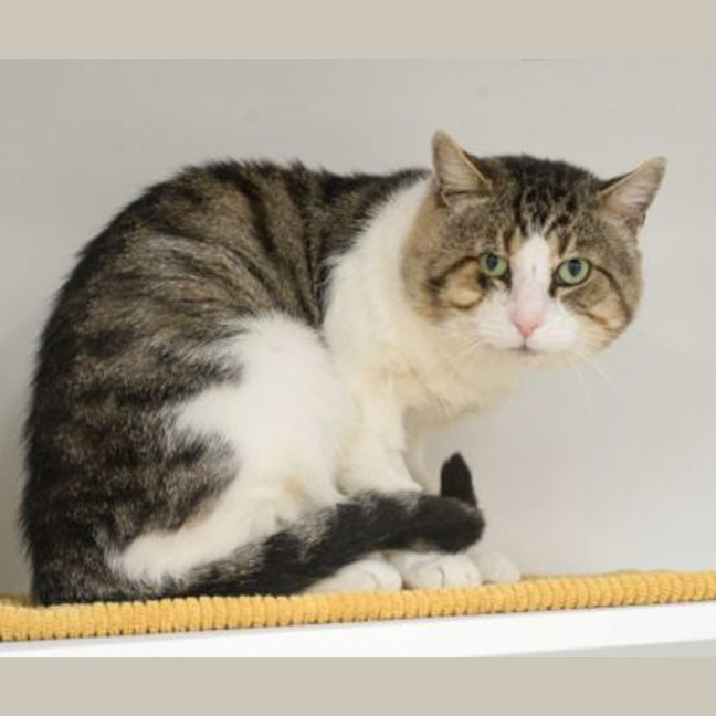 Photo of Big Cheeks Jj