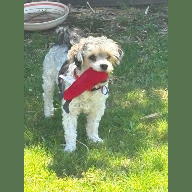 Photo of Bosley   5 Year Old Poodle