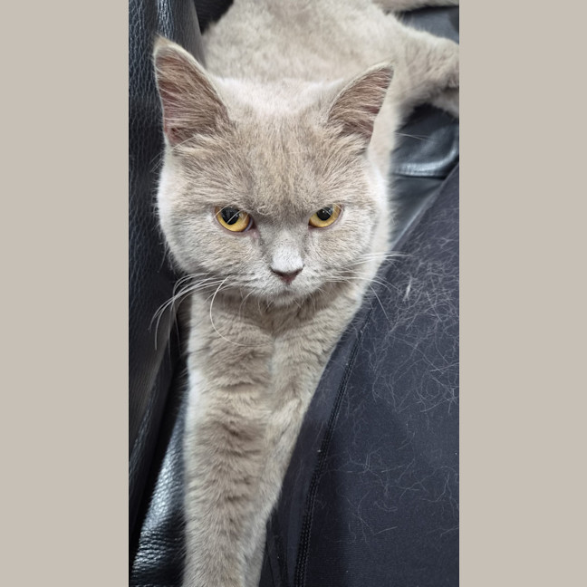 Photo of Pebbles
