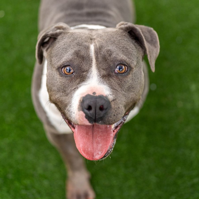 Photo of Lacey Imp 1824