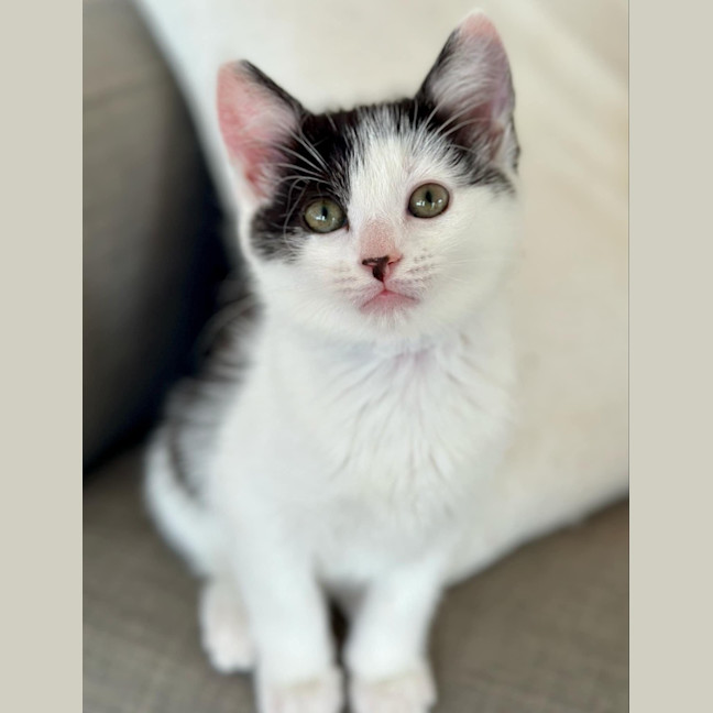 Photo of Sweep