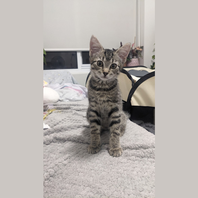 Photo of Mufasa (Was Gus)