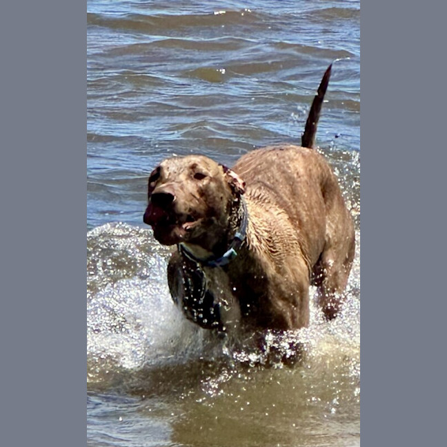 Photo of Scooby