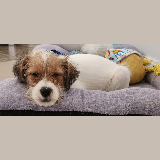 Photo of Tinkerbell Aka Tink