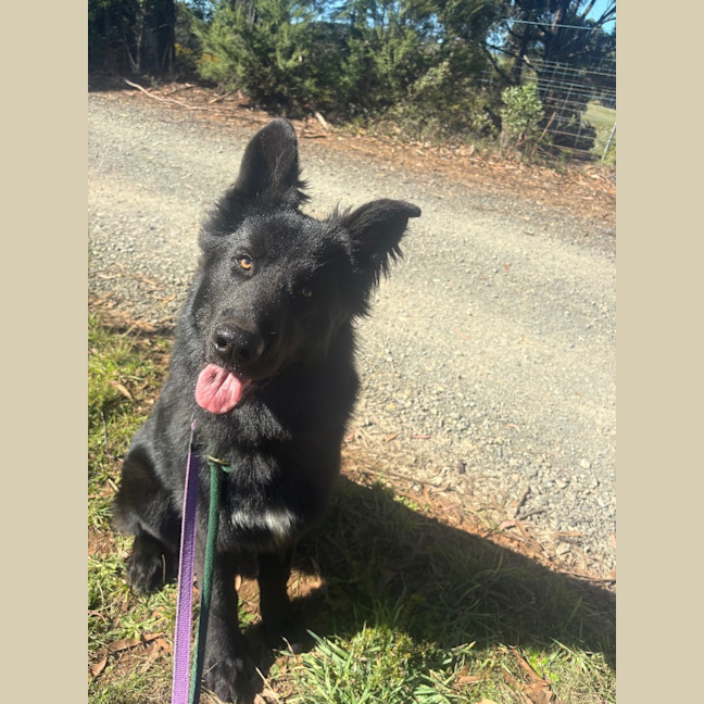 Photo of Bear