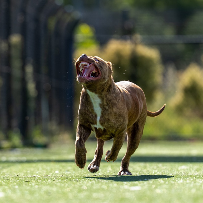 Photo of Tweedle Dee Imp 2366