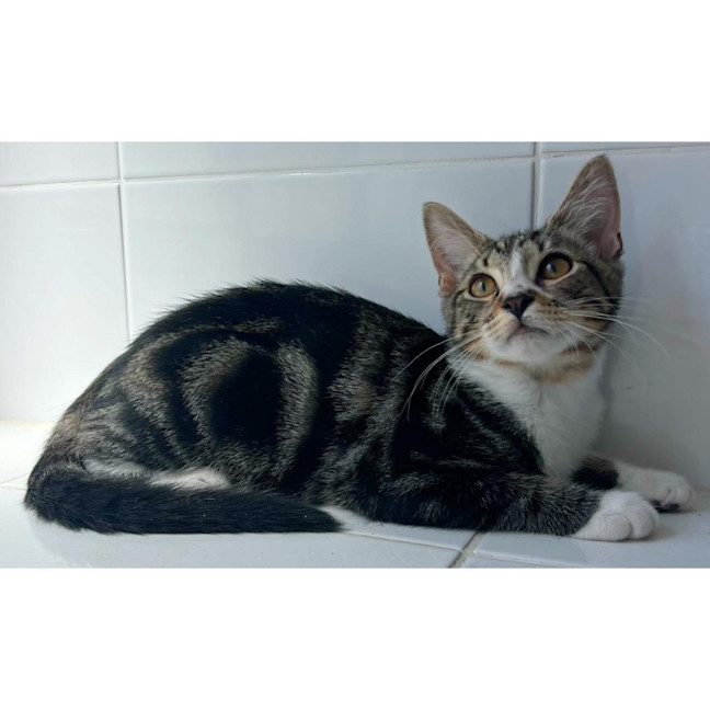 Photo of 11485   Atlas