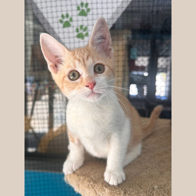Photo of Mochi