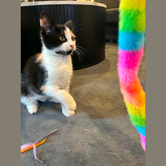 Photo of Cali