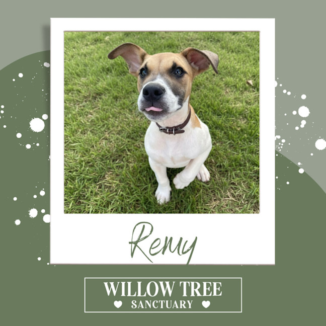 Photo of Remy 
