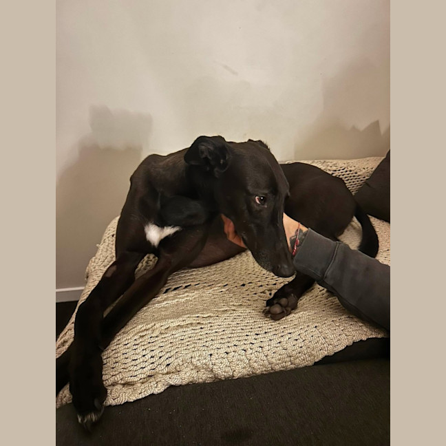 Photo of Vince, The Greyhound
