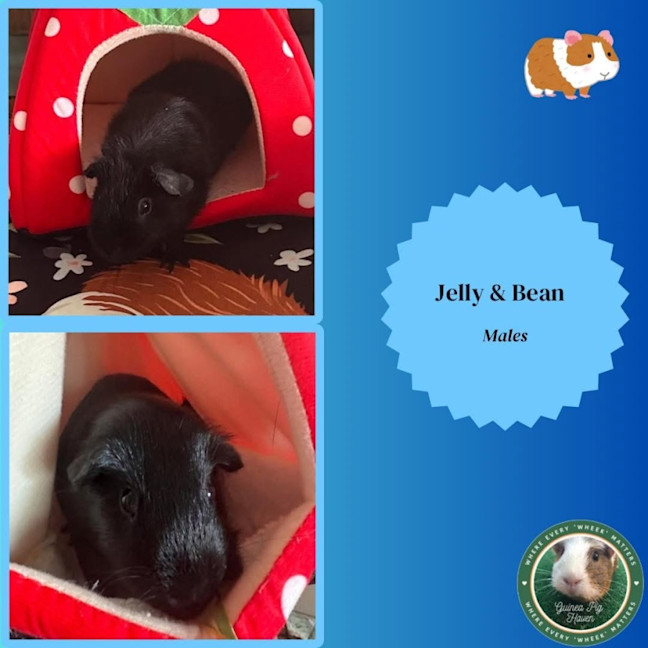 Photo of Jelly & Bean