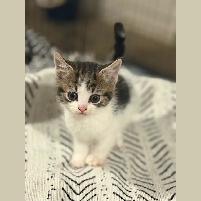 Photo of Pebble