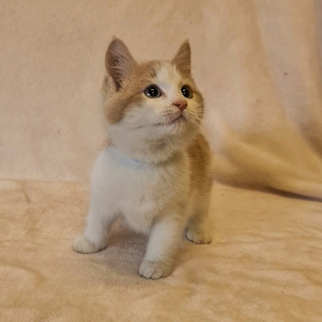Photo of Hector