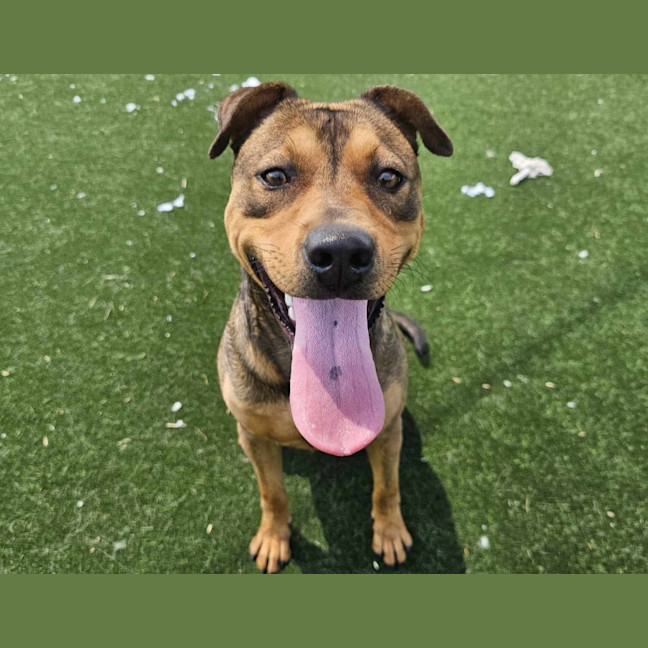 Photo of Dahlia Imp 2377