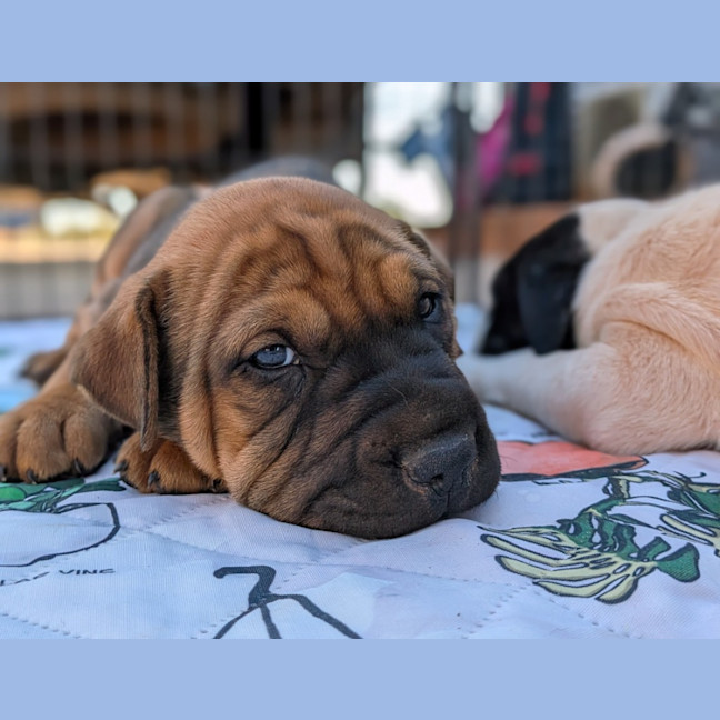 Photo of Banjo