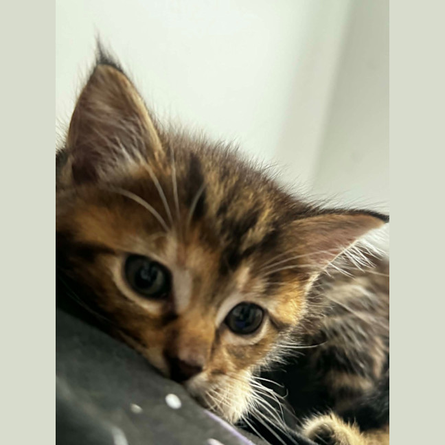 Photo of Tiger 🐯