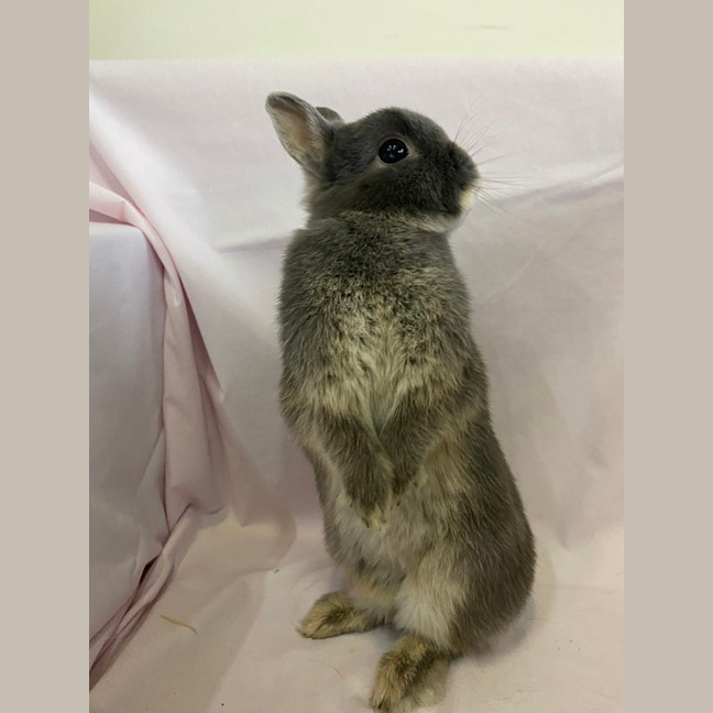 Photo of Cloves (Bonded To Star Anise)