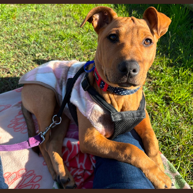 Photo of Bella   14 Week Old Mastiff X