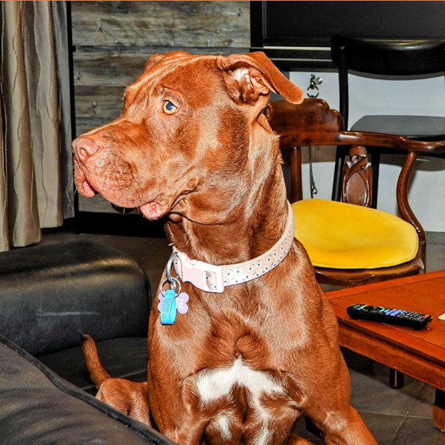 Photo of Coco