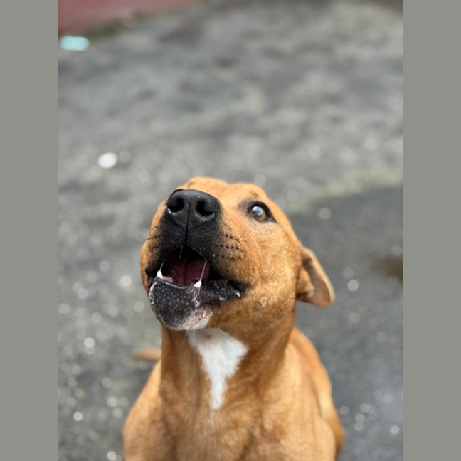 Photo of Beef Supreme