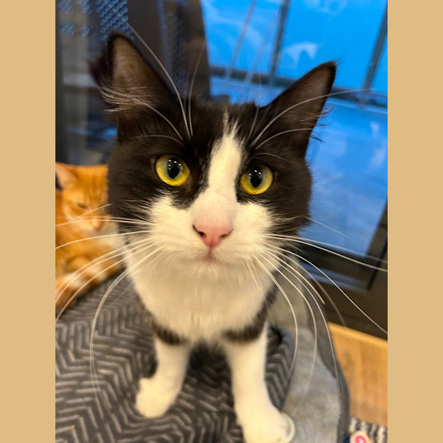 Photo of 🌸Silver 🐱