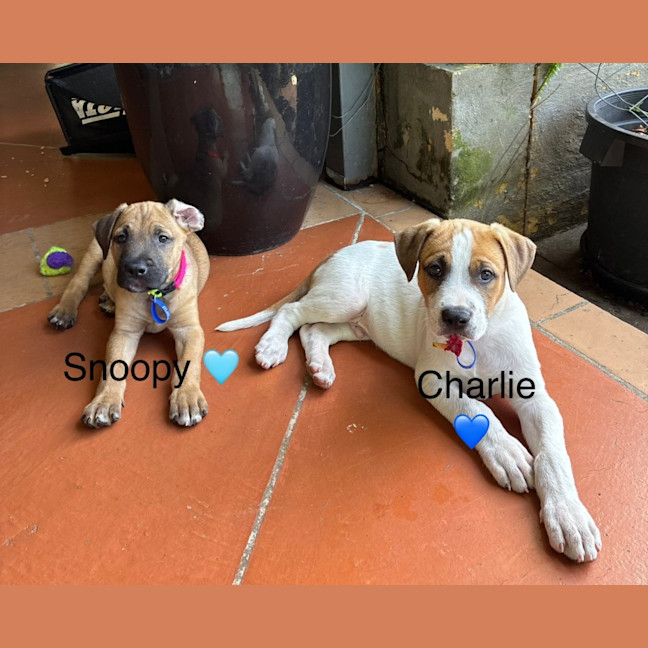 Photo of Charlie   8 Week Old Cattle Dog X 