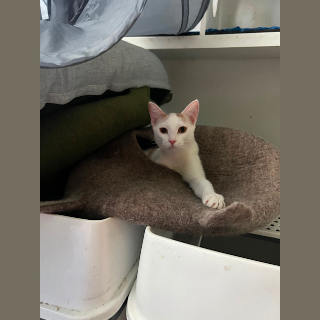 Photo of Russ ( Lazerus )