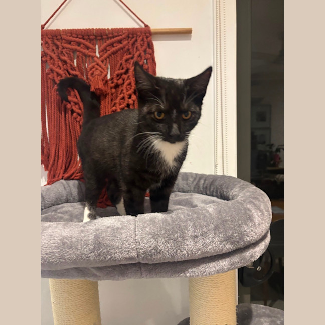 Photo of Xavier Meet Me@Petstock Chelsea Store 8/5