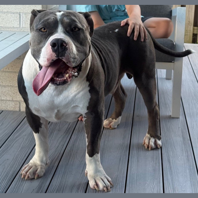 Photo of Biggie *$250 Adoption Fee*