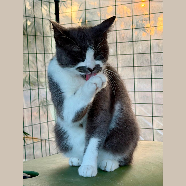 Photo of Smokey