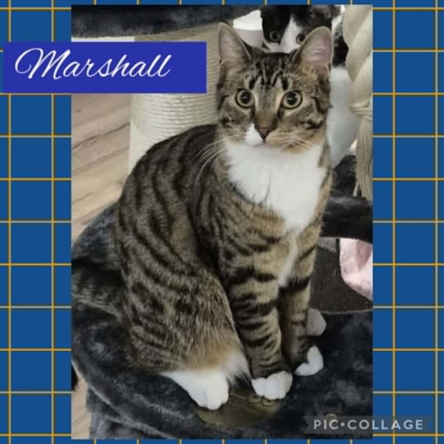 Photo of Marshall