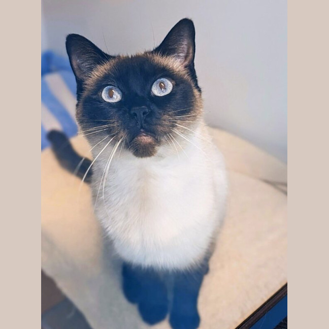 Photo of Duchess