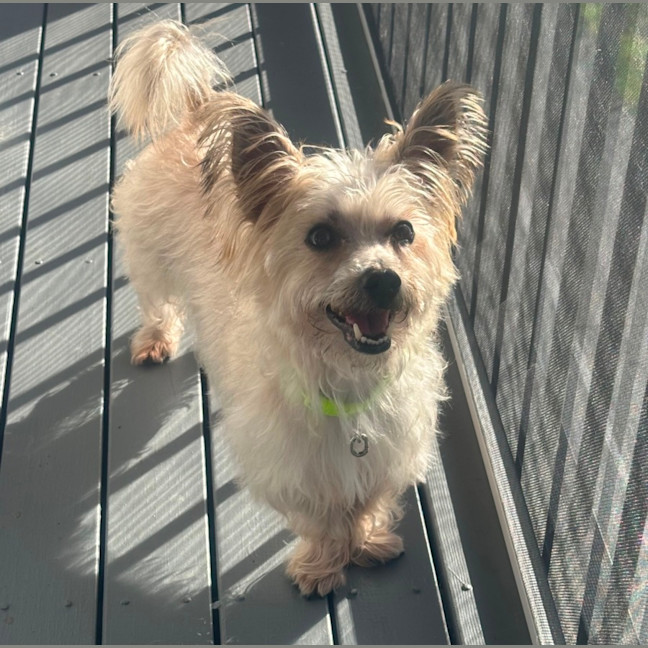 Photo of Fluffy 🐶🐕