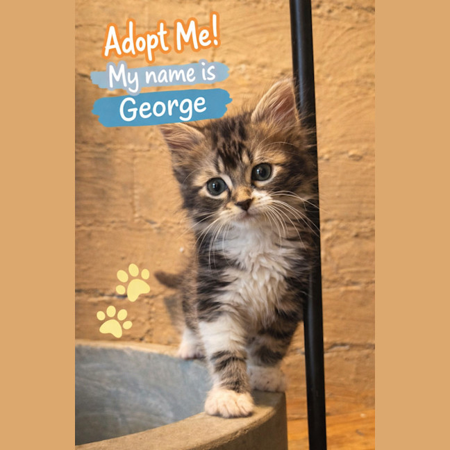 Photo of 💗 George 💗