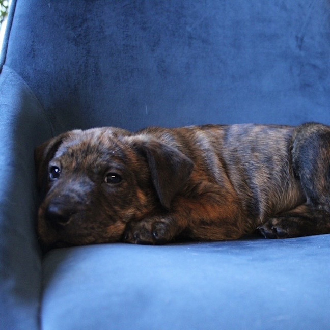 Photo of Jasper