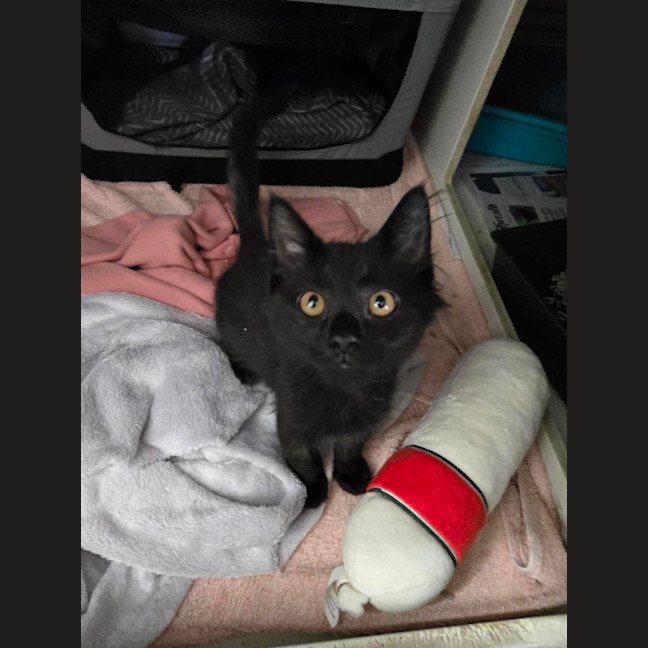 Photo of Wednesday *Available At Pet Stock Milperra*