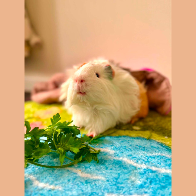 Photo of Leon 