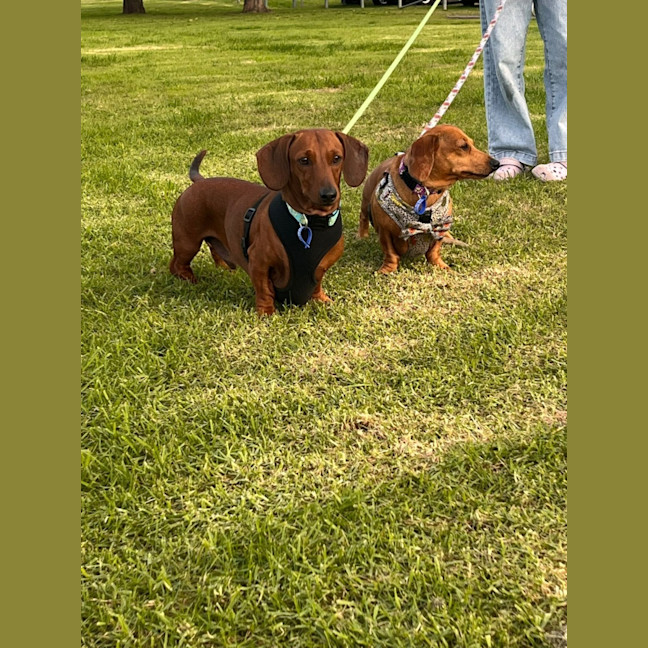 Photo of Frank & Lucy   5 Year Old Dachshund